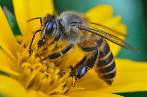 فائدة النحل