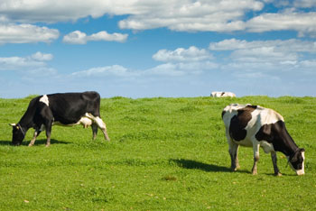 cows 7