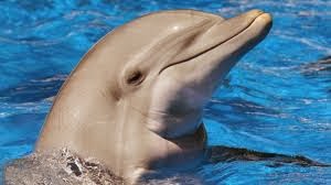dolphin 77