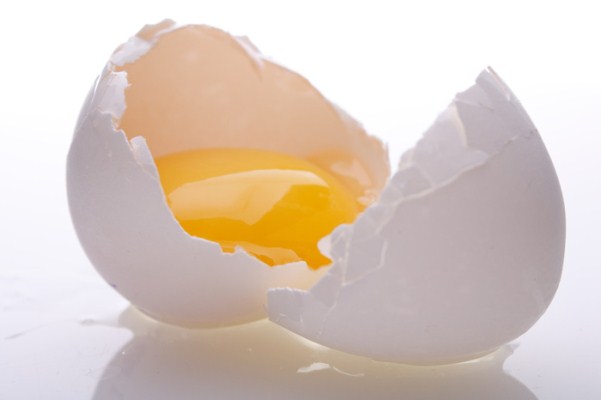 egg 88