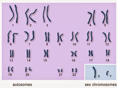 عدد الكروموسومات في الانسان 46