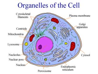 أي من عضيات الخلية تحول طاقة الغذاء إلى شكل آخر يمكن استعماله في الخلية؟